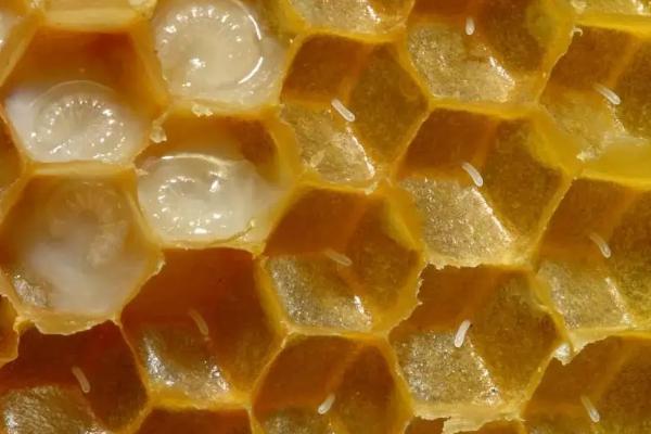 蜜蜂多久孵化出来，蜜蜂春繁有哪些注意事项