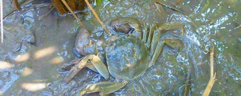 螃蟹可以深水养吗，螃蟹吃什么食物