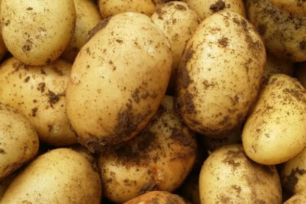 土豆控旺的最佳时期，马铃薯控旺用什么