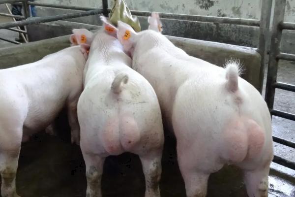 律胎素对公猪的作用，律胎素和氯前列醇钠的区别
