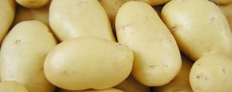 土豆控旺的最佳时期，马铃薯控旺用什么