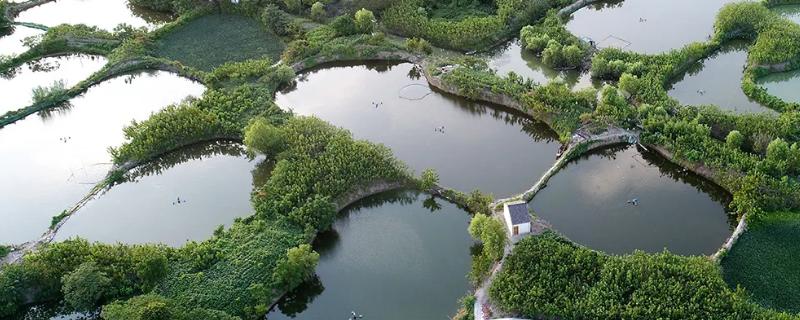 桑基鱼塘景观图片