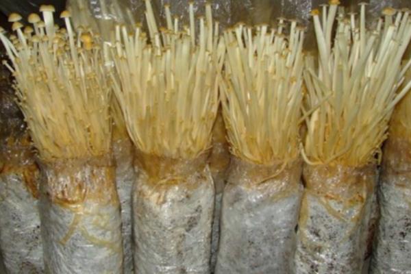 培育优质金针菇必须的因素是二氧化碳吗，培育金针菇需要一直盖保鲜膜吗