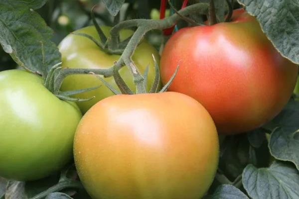 促进番茄果实成熟的调节剂是，番茄果实成熟过程的五个时期