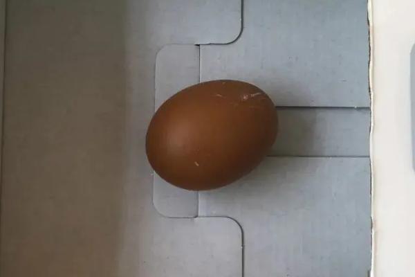 鸡蛋多少温度可以孵出小鸡，鸡蛋孵化成小鸡需要多少天