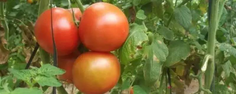 促进番茄果实成熟的调节剂是，番茄果实成熟过程的五个时期