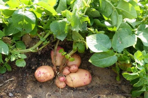 马铃薯生长周期，马铃薯是植物的根还是茎