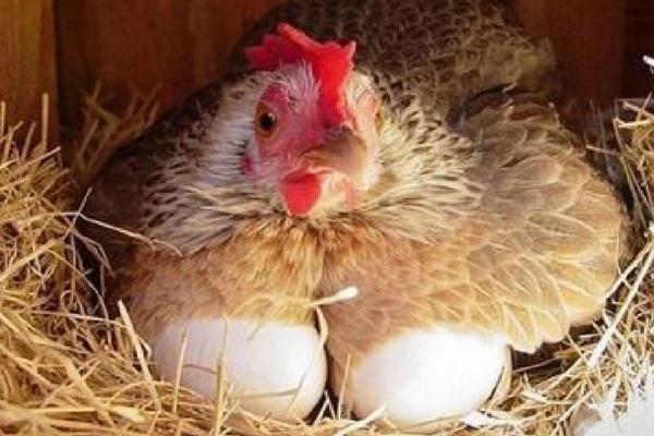 为什么母鸡不用受精就可以下蛋，母鸡每天都会下蛋吗