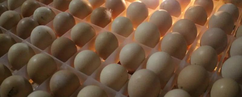 鸡蛋多少温度可以孵出小鸡，鸡蛋孵化成小鸡需要多少天