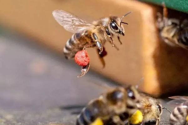 雄蜂出房多久会自然分蜂，雄蜂是由什么发育而来的