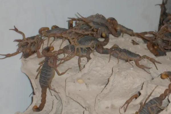 养蝎子需要什么条件，附养殖方法