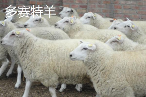 羊几个月生小羊，生小羊前有什么症状