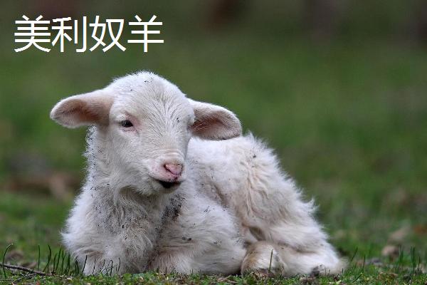 羊几个月生小羊，生小羊前有什么症状