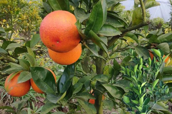 水分和温度哪个对柑橘果树影响最大，柑橘苗种几年可以结果
