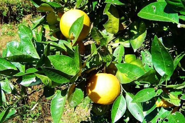 水分和温度哪个对柑橘果树影响最大，柑橘苗种几年可以结果