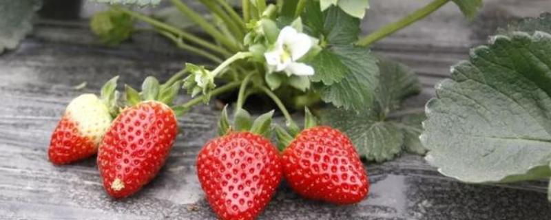 草莓生长周期多少时间，草莓生长期需要打什么药