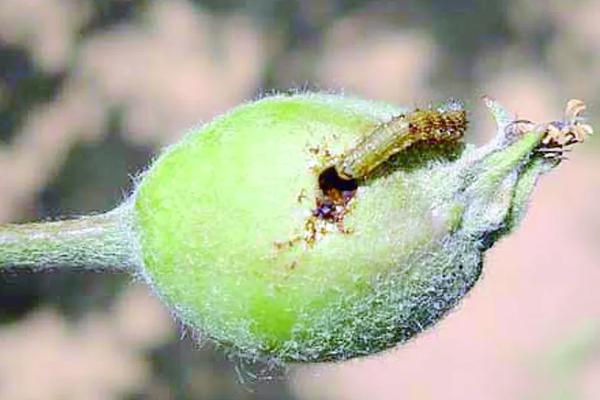 防治李子食心虫用什么农药，李子食心虫是如何产生的