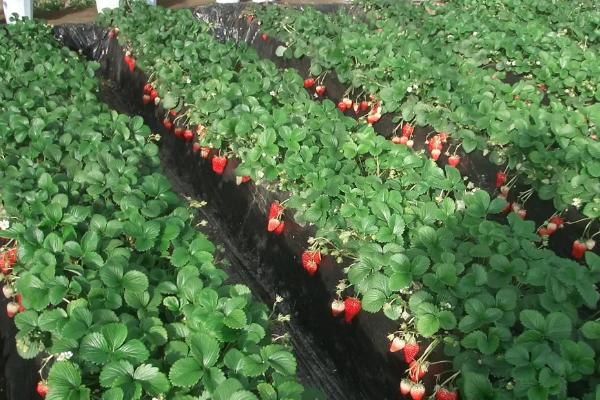 草莓要打很多农药吗，草莓是果实还是花托