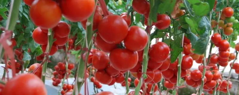 种植西红柿底肥需要哪些肥料，什么时候施什么肥