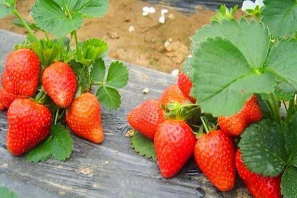 草莓生长周期多少时间，草莓生长期需要打什么药