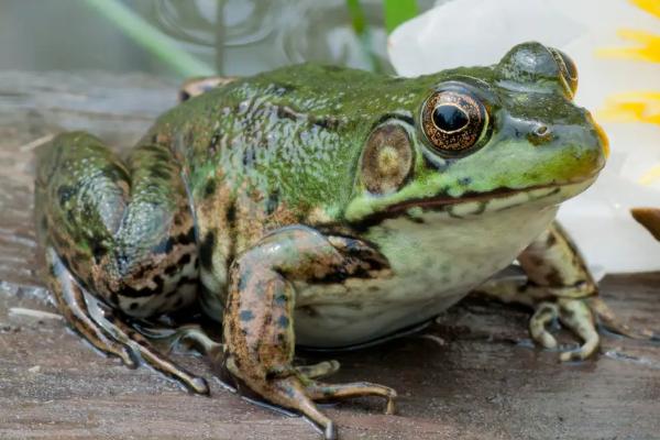 牛蛙有多大，牛蛙一般以什么为食