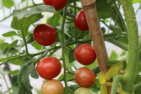 无限生长型番茄是什么意思，无限生长型番茄能采摘几个月