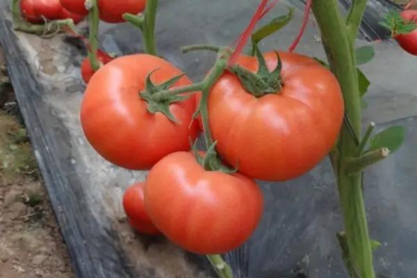 无限生长型番茄是什么意思，无限生长型番茄能采摘几个月