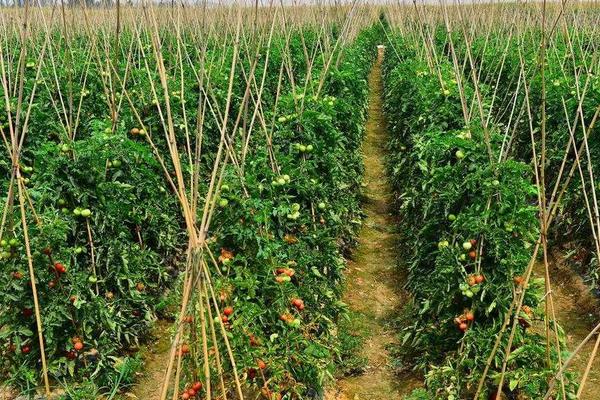 西红柿株距行距是多少，西红柿生长需要什么肥料