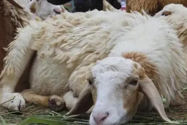 小羊一直低头是什么病，是什么原因导致的