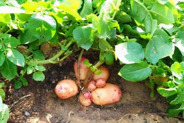 土豆追肥时间和追什么肥，种土豆芽朝上还是朝下
