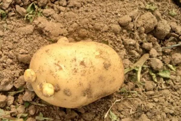 土豆追肥时间和追什么肥，种土豆芽朝上还是朝下