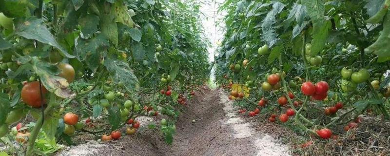 西红柿株距行距是多少，西红柿生长需要什么肥料