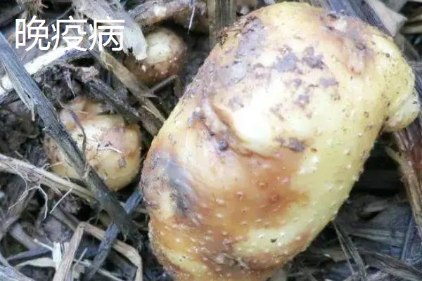 土豆病虫害有哪些，分别如何防治