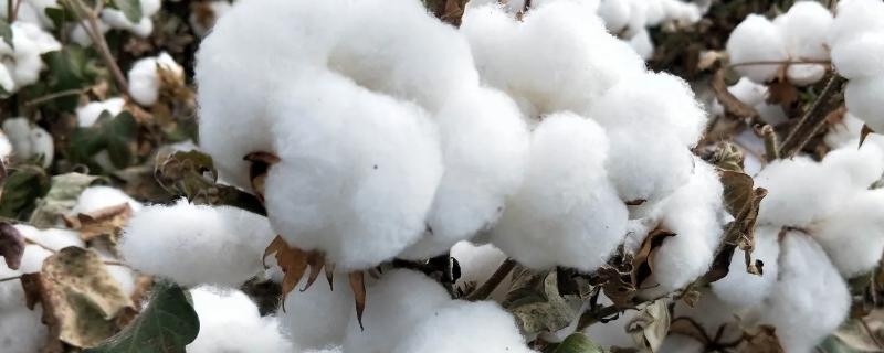 棉花是几月份开始种植，棉花在我国哪些地区大量种植