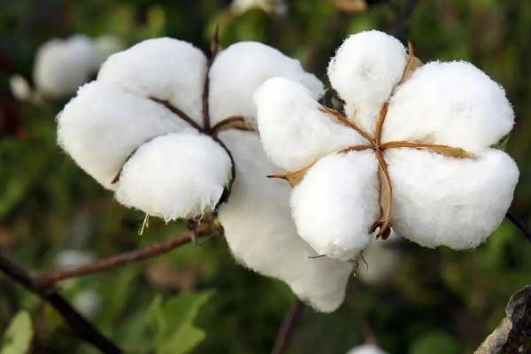 棉花是几月份开始种植，棉花在我国哪些地区大量种植
