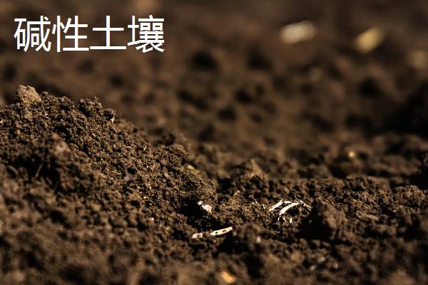 改良酸性土壤的是什么，酸性土壤和碱性土壤有什么区别