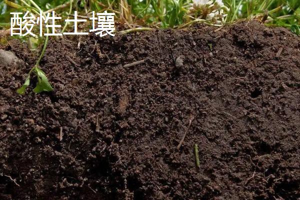 改良酸性土壤的是什么，酸性土壤和碱性土壤有什么区别
