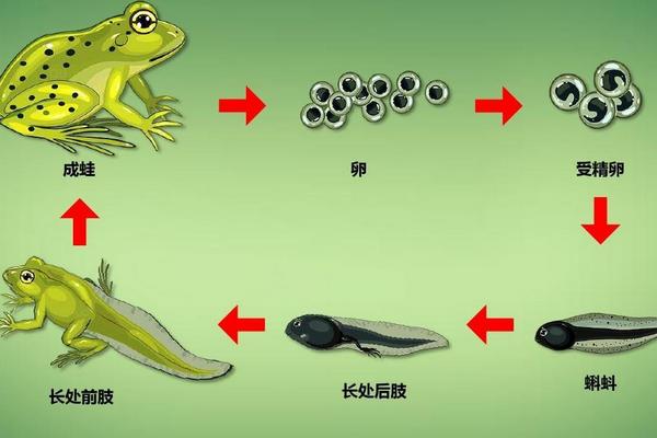 蝌蚪喜欢什么样的环境，蝌蚪变成青蛙需要多久