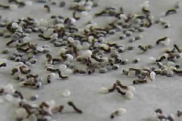 蚕籽怎么孵出蚕宝宝，一般在几月份孵化