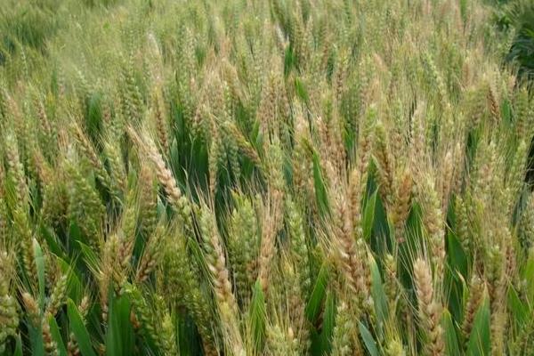 小麦赤霉病防治最佳时期，小麦赤霉病的发病原因