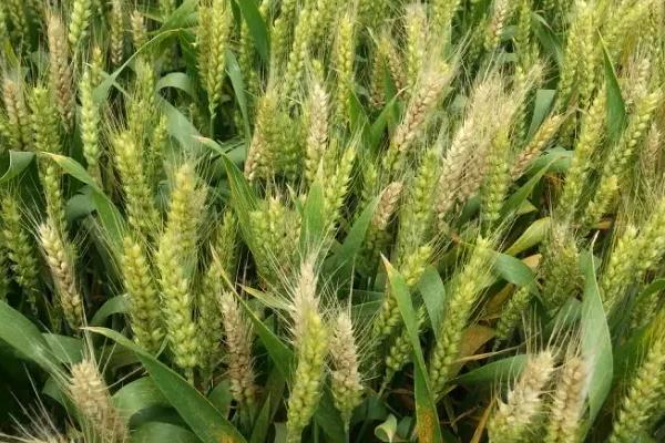 小麦赤霉病防治最佳时期，小麦赤霉病的发病原因