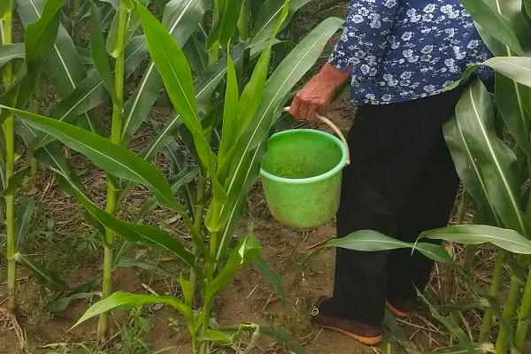 玉米管理施肥与种植技术