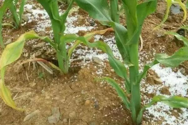 玉米管理施肥与种植技术