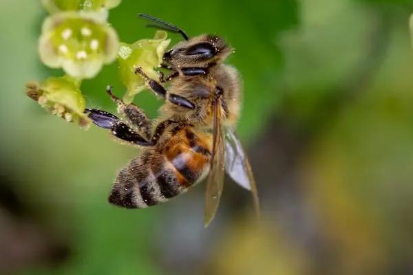 蜜蜂养殖基本技术