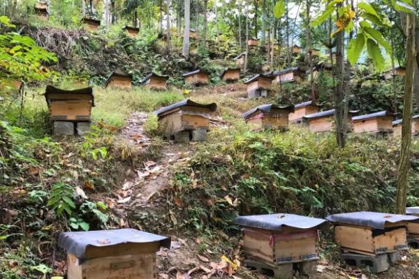 蜜蜂养殖基本技术