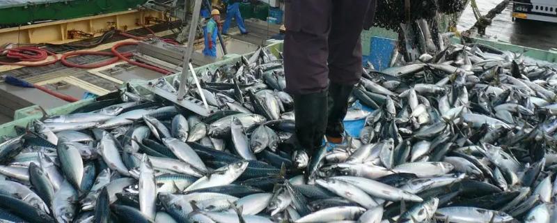 渔获量降低,鱼个体小的主要原因，渔获量是什么意思