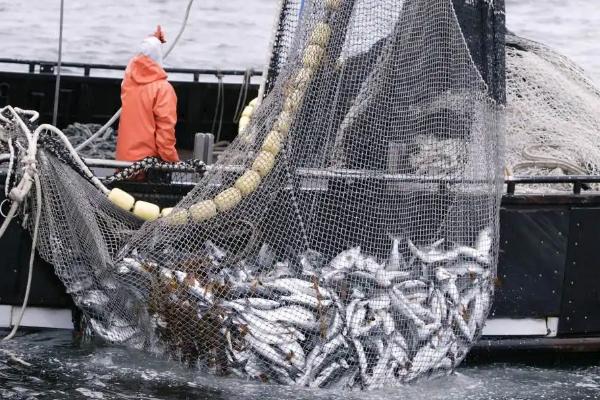 渔获量降低,鱼个体小的主要原因，渔获量是什么意思