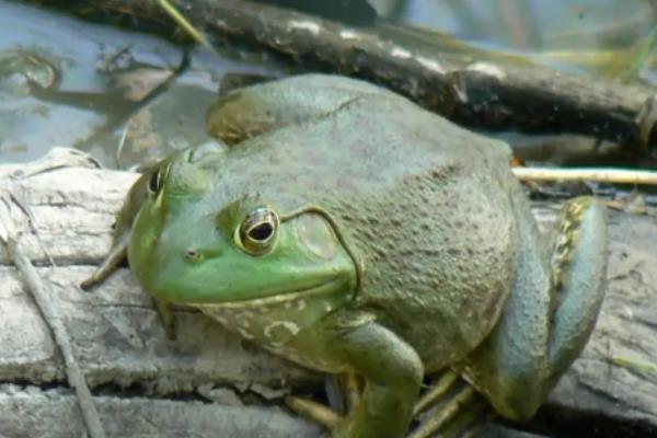 牛蛙是蝌蚪变的吗，牛蛙一般以什么为食