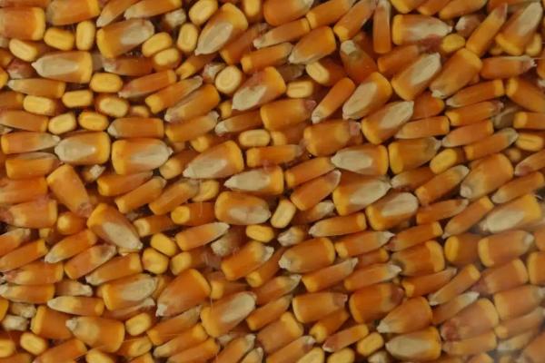 玉米大豆套种技术