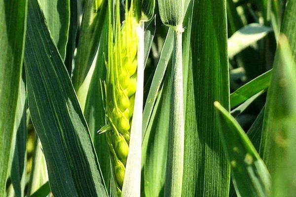 小麦孕穗期是什么时间，小麦孕穗期打什么药能增产